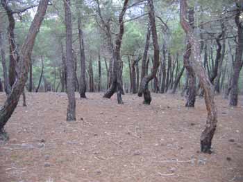 El-Pinar